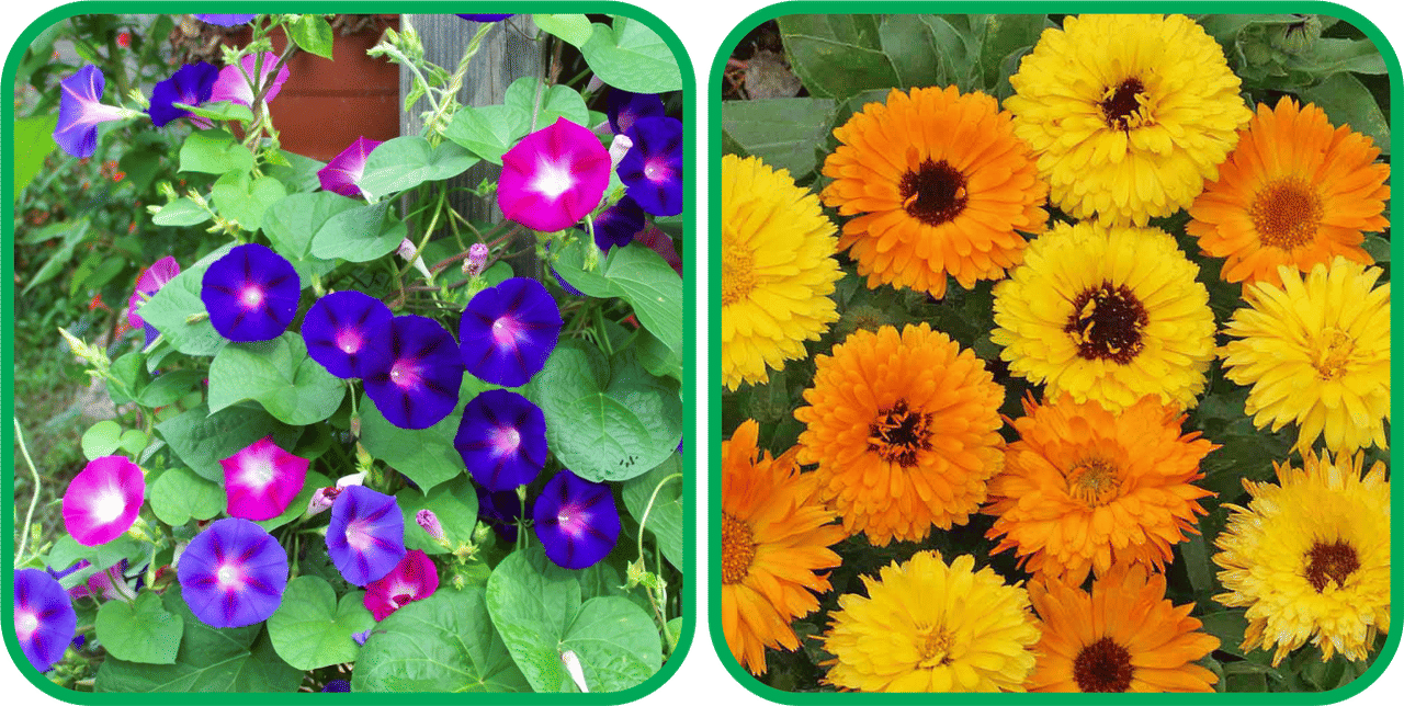     			Aero Seeds Calendula Mix Color (50 Seeds) And Morning Glory Mix Color (50 Seeds) Flower Seeds Pack
