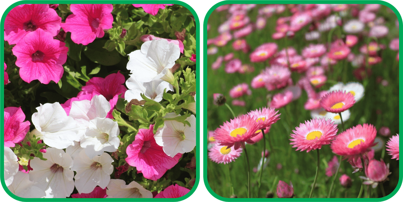 Aero Seeds Acroclinium Mix Color (50 Seeds) And Petunia Mix Color (50 Seeds) Flower Seeds Pack Aero Seeds Acroclinium Mix Color (50 Seeds) And Petunia Mix Color (50 Seeds) Flower Seeds Pack