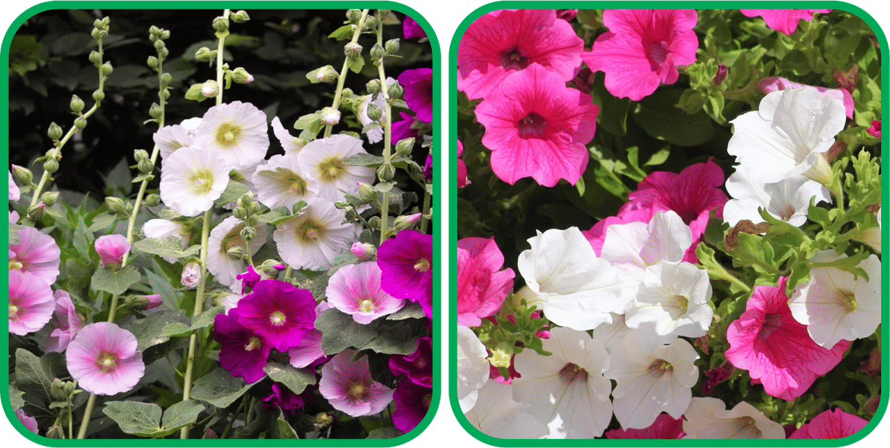     			Aero Seeds Petunia Mix Color (50 Seeds) And Hollyhock Mix Color (50 Seeds) Flower Seeds Pack