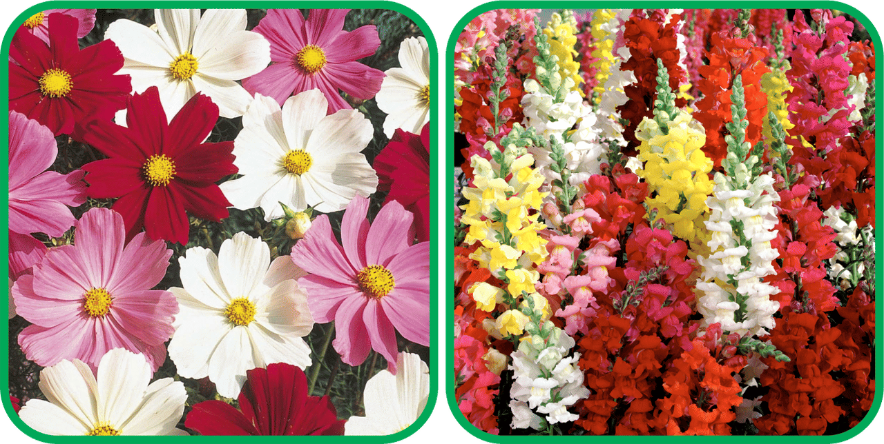     			Aero Seeds Antirrhinum Mix Color (50 Seeds) And Cosmos Mix Color (50 Seeds) Flower Seeds Pack