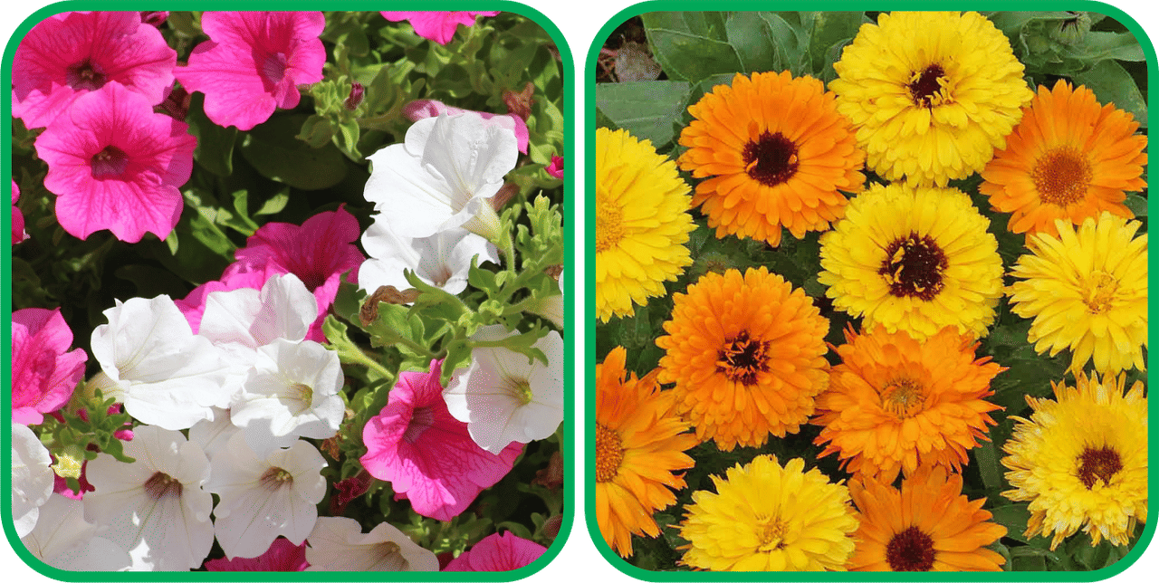     			Aero Seeds Calendula Mix Color (50 Seeds) And Petunia Mix Color (50 Seeds) Flower Seeds Pack
