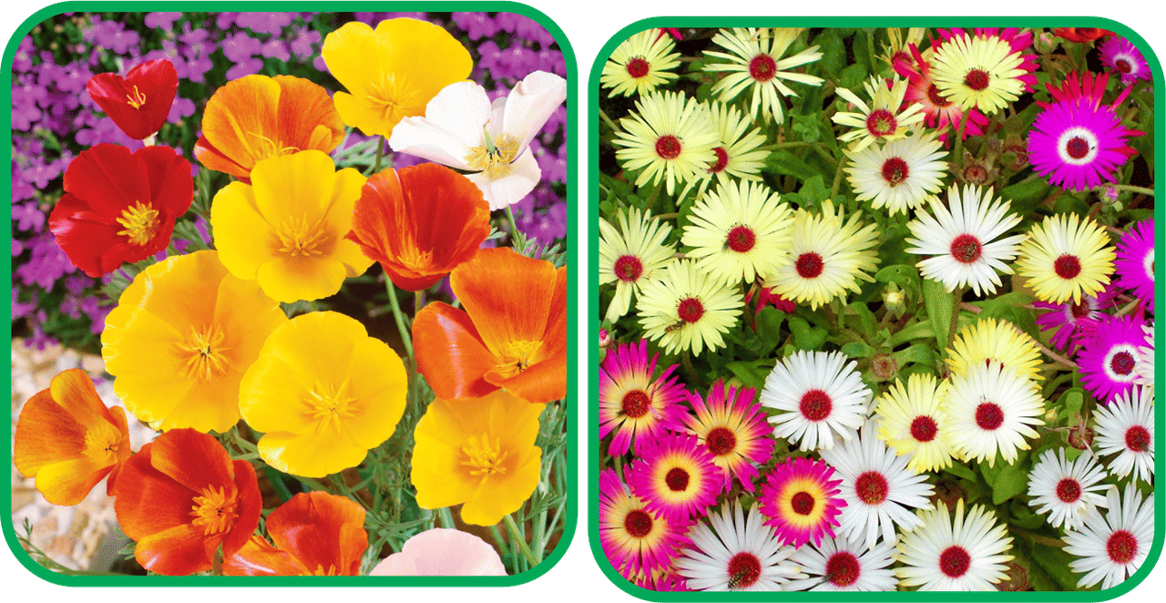     			Aero Seeds Ice Flower Mix Color (50 Seeds) (50 Seeds)And Poppy California Mix Color (50 Seeds) Flower Seeds Pack