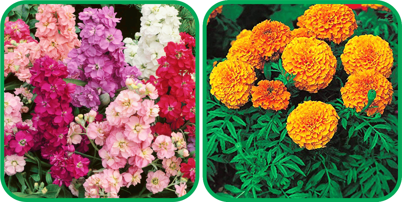     			Aero Seeds African Marigold Mix Color (50 Seeds) And Stock Mix Color (50 Seeds) Flower Seeds Pack