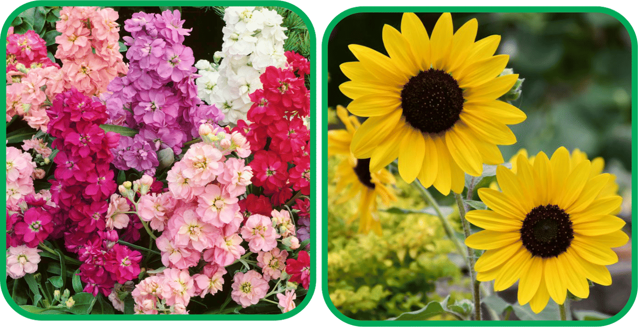 Aero Seeds Sunflower Tall (50 Seeds) And Stock Mix Color (50 Seeds) Flower Seeds Pack Aero Seeds Sunflower Tall (50 Seeds) And Stock Mix Color (50 Seeds) Flower Seeds Pack