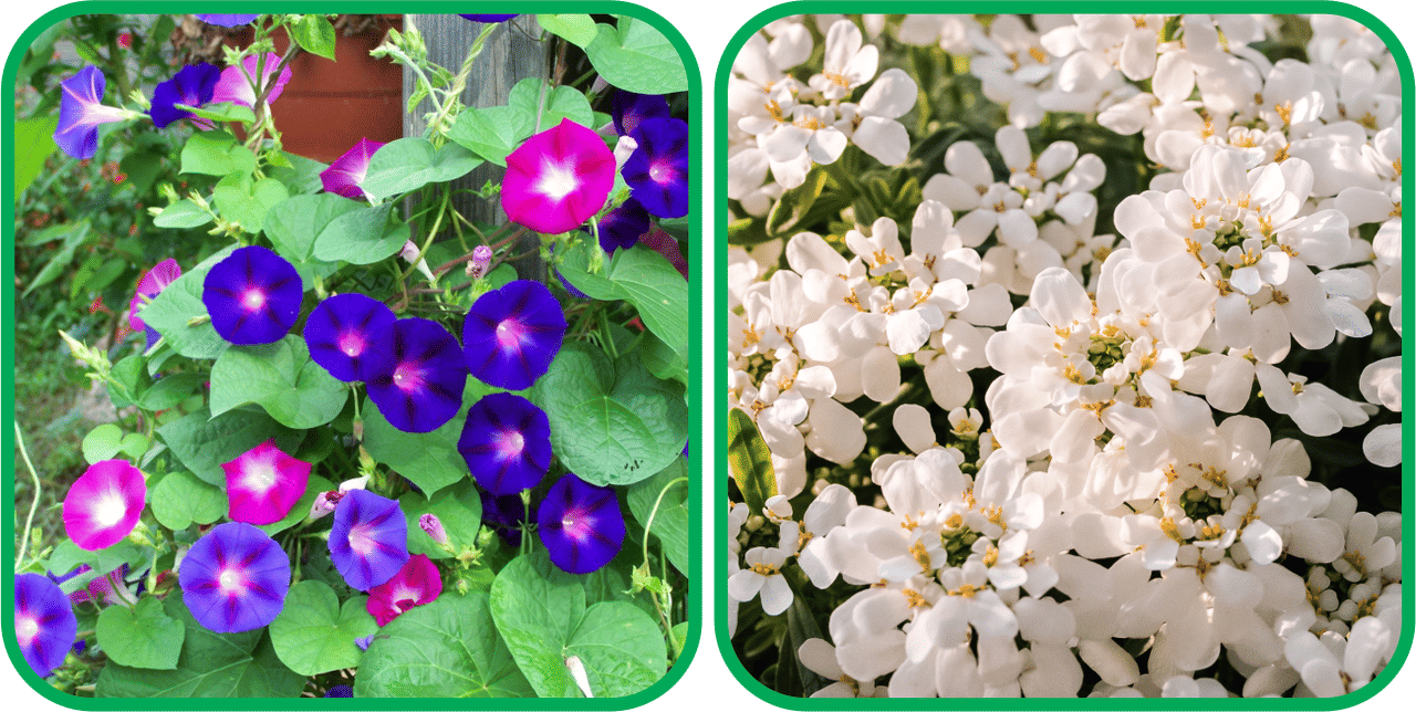     			Aero Seeds Candytuft Mix Color (50 Seeds) And Morning Glory Mix Color (50 Seeds) Flower Seeds Pack