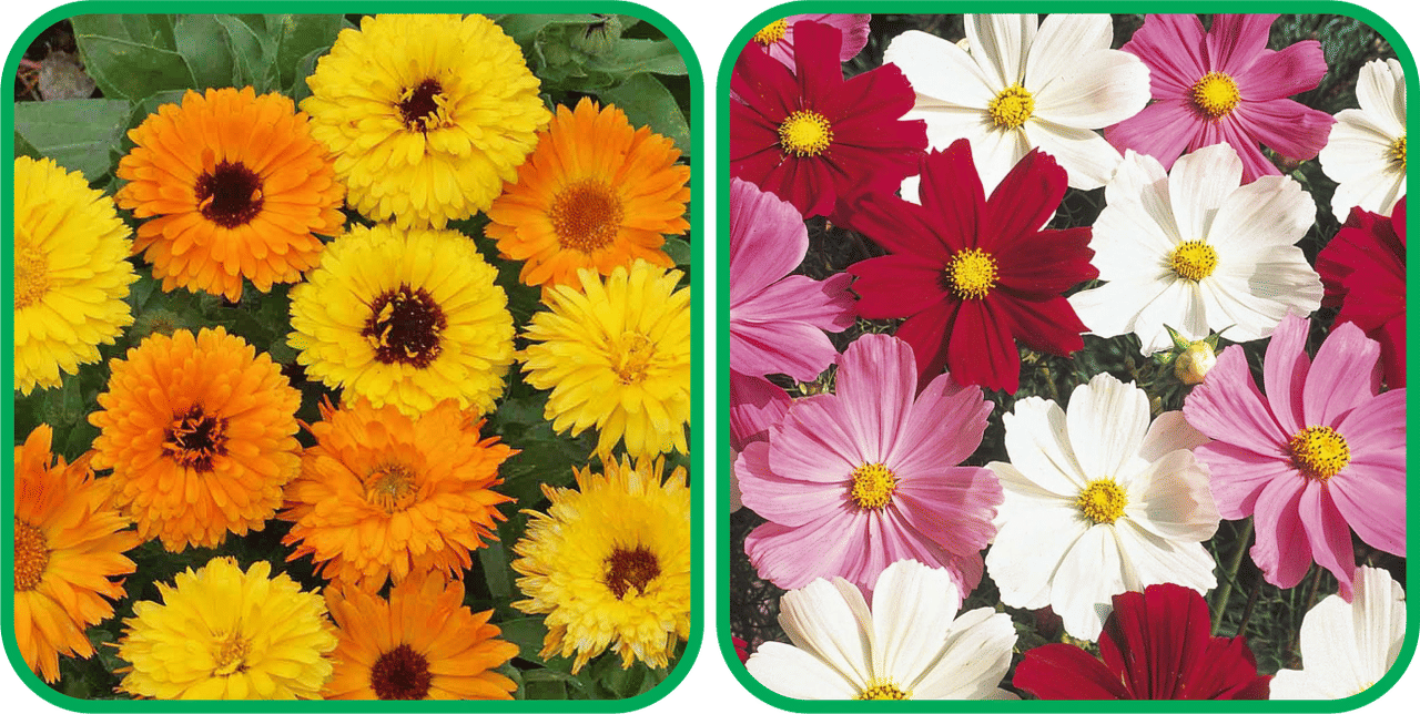 Aero Seeds Cosmos Mix Color (50 Seeds) And Calendula Mix Color (50 Seeds) Flower Seeds Pack Aero Seeds Cosmos Mix Color (50 Seeds) And Calendula Mix Color (50 Seeds) Flower Seeds Pack