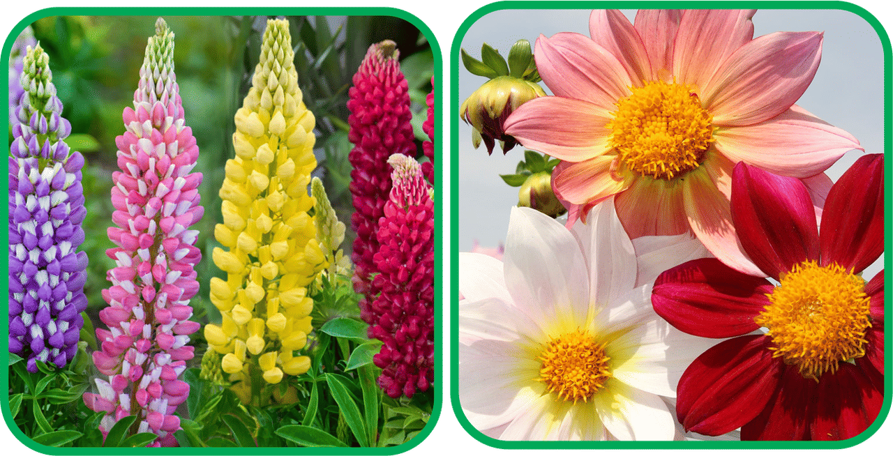     			Aero Seeds Dahlia Top Star Mix Color (50 Seeds) And Lupin Mix Color (50 Seeds) Flower Seeds Pack