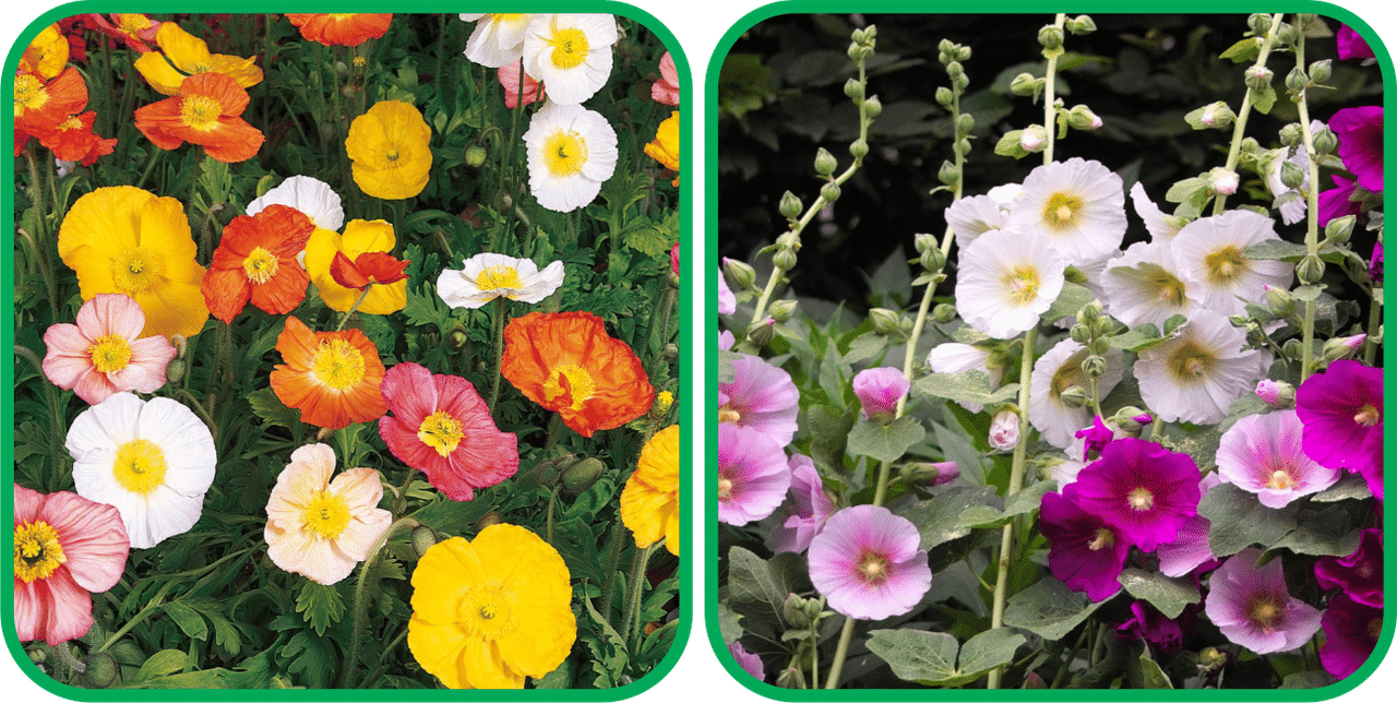 Aero Seeds Hollyhock Mix Color (50 Seeds) And Poppy Iceland Mix Color (50 Seeds) Flower Seeds Pack Aero Seeds Hollyhock Mix Color (50 Seeds) And Poppy Iceland Mix Color (50 Seeds) Flower Seeds Pack