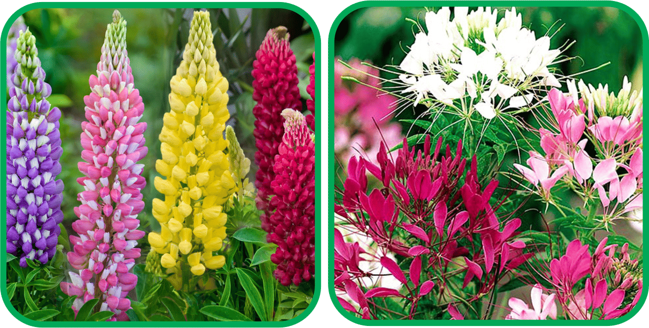     			Aero Seeds Cleome Spinosa Mix Color (50 Seeds) And Lupin Mix Color (50 Seeds) Flower Seeds Pack
