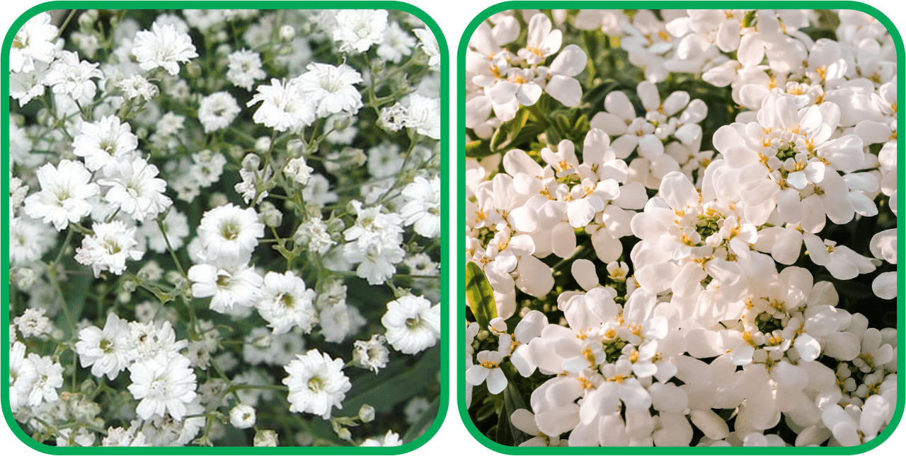 Aero Seeds Candytuft Mix Color (50 Seeds) And Gypsophila elegans White (50 Seeds) Flower Seeds Pack Aero Seeds Candytuft Mix Color (50 Seeds) And Gypsophila elegans White (50 Seeds) Flower Seeds Pack