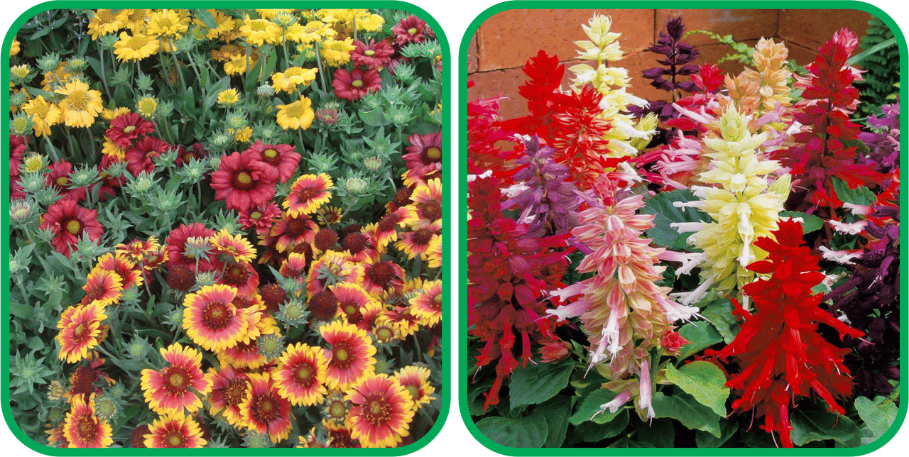 Aero Seeds Salvia Mix Color (50 Seeds) And Gaillardia Aristata Mix Color (50 Seeds) Flower Seeds Pack Aero Seeds Salvia Mix Color (50 Seeds) And Gaillardia Aristata Mix Color (50 Seeds) Flower Seeds Pack