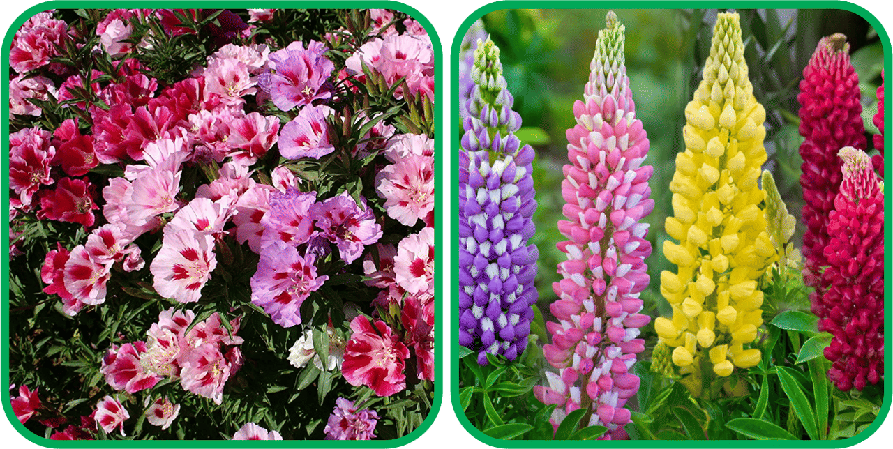 Aero Seeds Lupin Mix Color (50 Seeds) And Clarkia Mix Color (50 Seeds) Flower Seeds Pack     			Aero Seeds Lupin Mix Color (50 Seeds) And Clarkia Mix Color (50 Seeds) Flower Seeds Pack