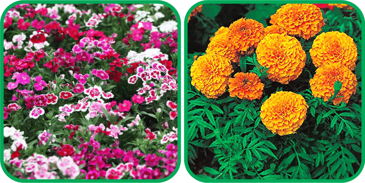 Aero Seeds African Marigold Mix Color (50 Seeds) And Dianthus Mix Color (50 Seeds) Flower Seeds Pack Aero Seeds African Marigold Mix Color (50 Seeds) And Dianthus Mix Color (50 Seeds) Flower Seeds Pack