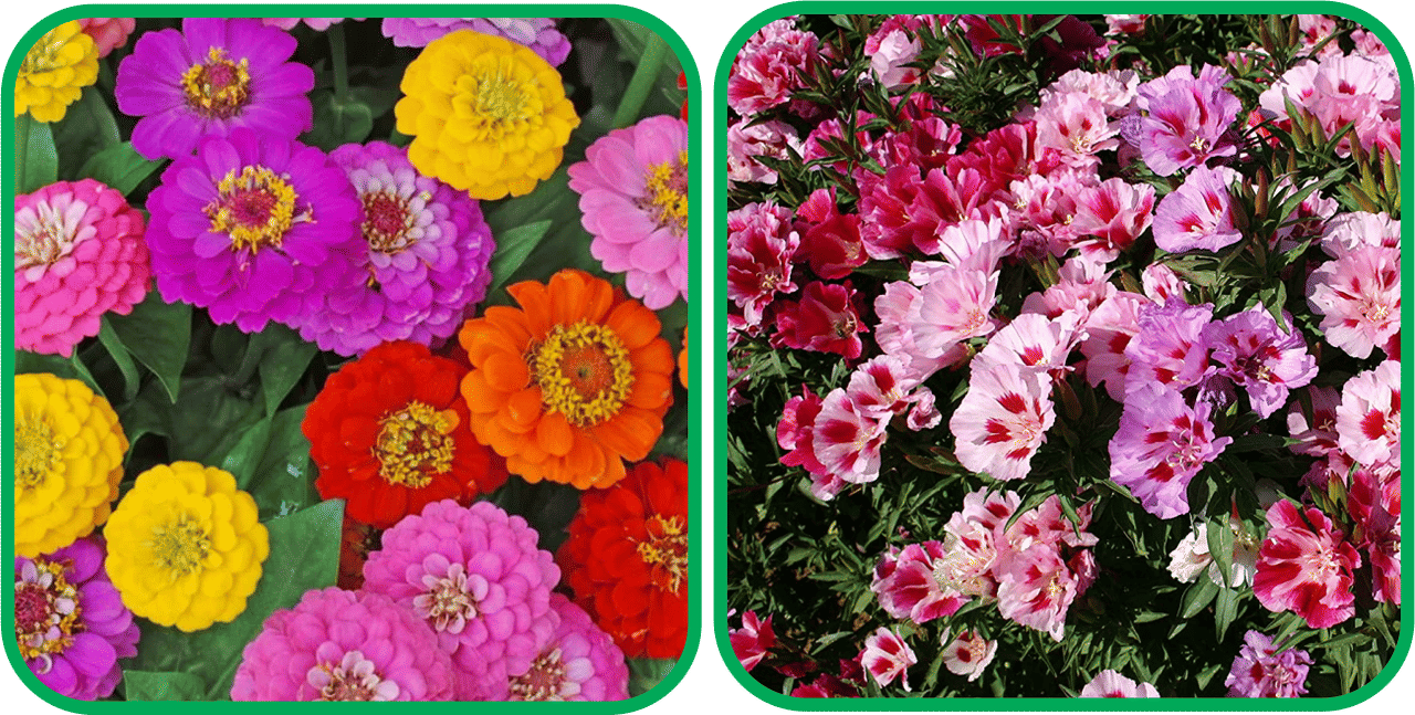 Aero Seeds Clarkia Mix Color (50 Seeds) And Zinnia Mix Color (50 Seeds)Flower Seeds Pack Aero Seeds Clarkia Mix Color (50 Seeds) And Zinnia Mix Color (50 Seeds)Flower Seeds Pack