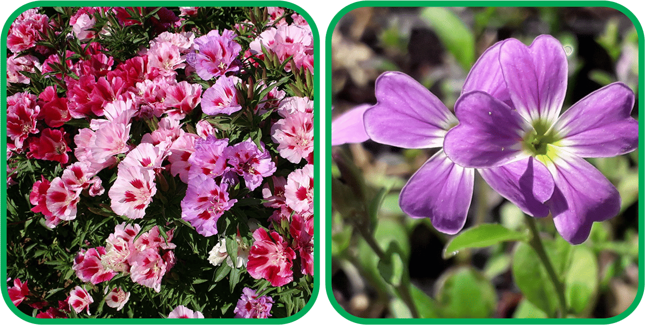     			Aero Seeds Cheiranthus Maritimus Mix Color (50 Seeds) And Clarkia Mix Color (50 Seeds) Flower Seeds Pack
