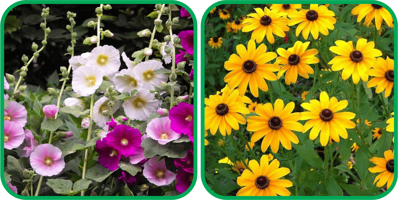     			Aero Seeds Sunflower Miniature (50 Seeds) And Hollyhock Mix Color (50 Seeds) Flower Seeds Pack