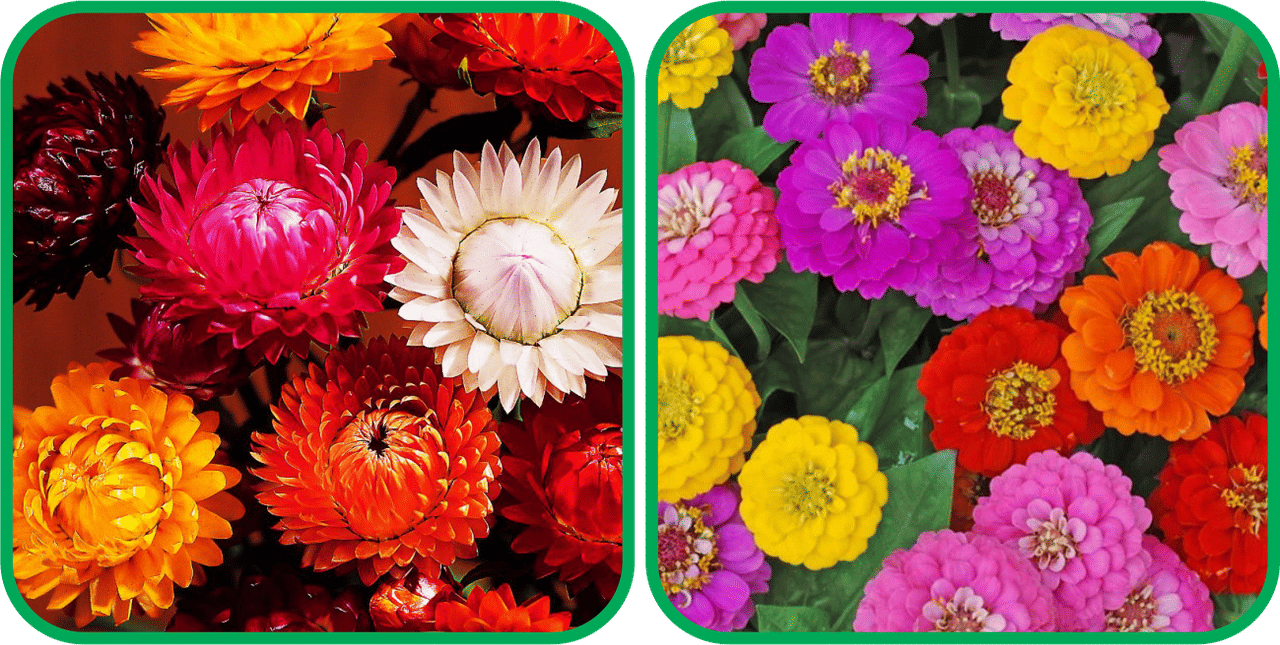 Aero Seeds Zinnia Mix Color (50 Seeds)And Helichrysum Mix Color (50 Seeds) Flower Seeds Pack Aero Seeds Zinnia Mix Color (50 Seeds)And Helichrysum Mix Color (50 Seeds) Flower Seeds Pack