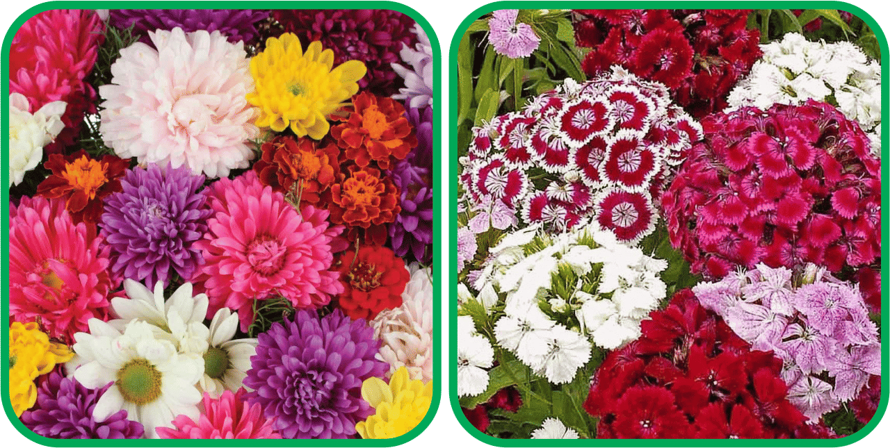     			Aero Seeds Sweet William Mix Color (50 Seeds) And Chrysanthemum Mix Color (50 Seeds) Flower Seeds Pack
