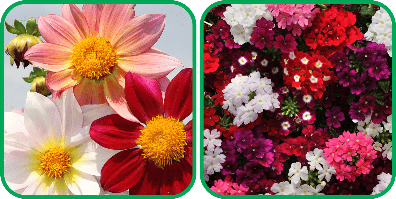 Aero Seeds Verbena Mix Color (50 Seeds) And Dahlia Top Star Mix Color (50 Seeds) Flower Seeds Pack Aero Seeds Verbena Mix Color (50 Seeds) And Dahlia Top Star Mix Color (50 Seeds) Flower Seeds Pack