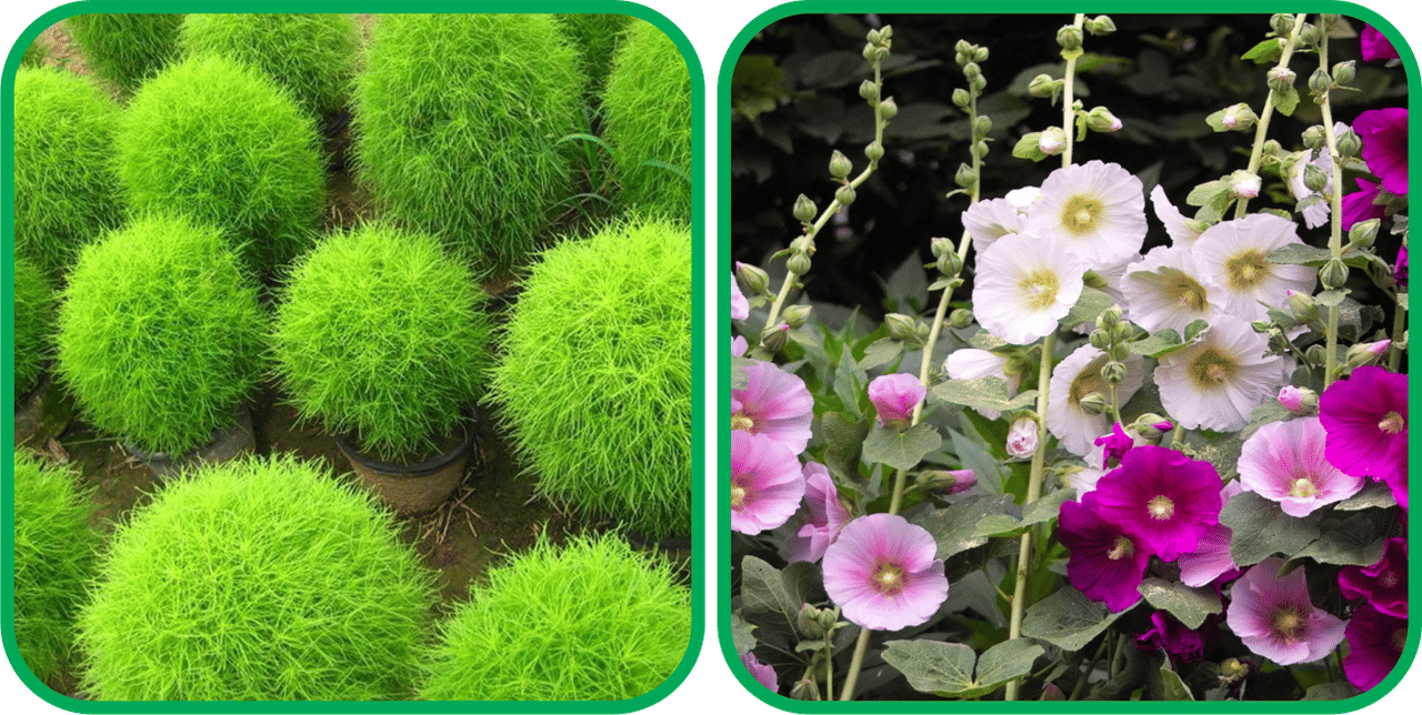Aero Seeds Hollyhock Mix Color (50 Seeds) And Kochia (50 Seeds) Flower Seeds Pack Aero Seeds Hollyhock Mix Color (50 Seeds) And Kochia (50 Seeds) Flower Seeds Pack