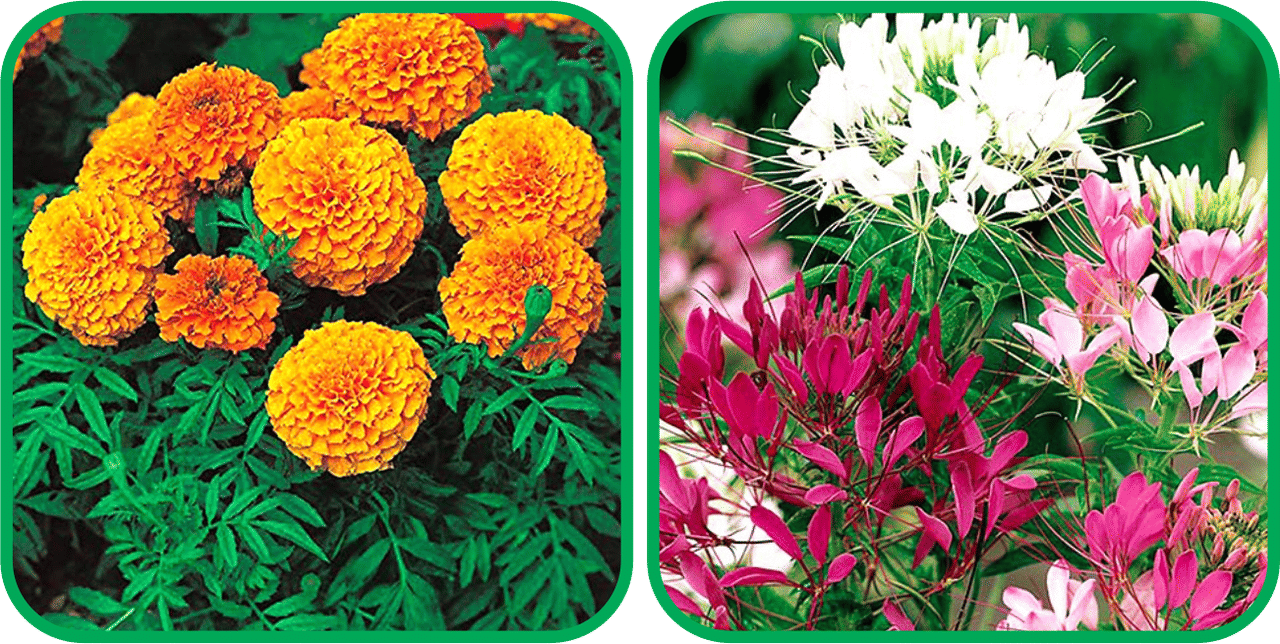 Aero Seeds Cleome Spinosa Mix Color (50 Seeds) And African Marigold Mix Color (50 Seeds) Flower Seeds Pack Aero Seeds Cleome Spinosa Mix Color (50 Seeds) And African Marigold Mix Color (50 Seeds) Flower Seeds Pack