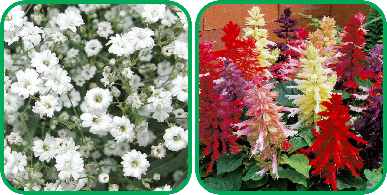 Aero Seeds Salvia Mix Color (50 Seeds) And Gypsophila elegans White (50 Seeds) Flower Seeds Pack Aero Seeds Salvia Mix Color (50 Seeds) And Gypsophila elegans White (50 Seeds) Flower Seeds Pack