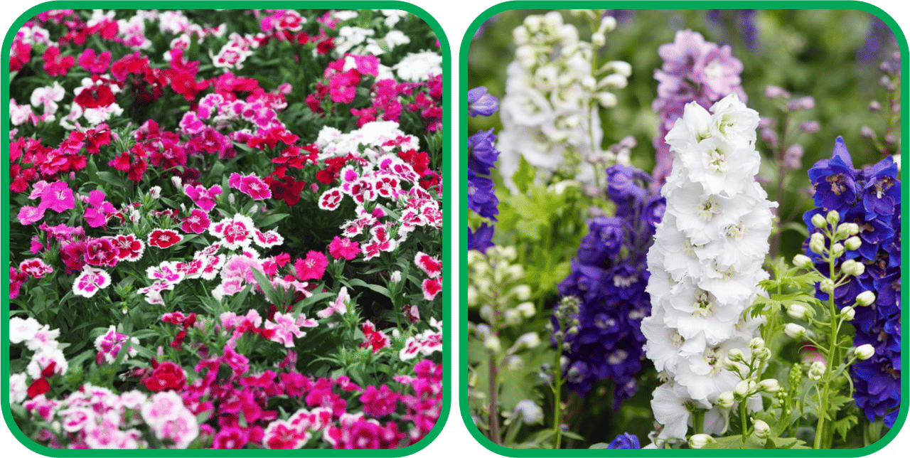Aero Seeds Delphinium Mix Color (50 Seeds) And Dianthus Mix Color (50 Seeds) Flower Seeds Pack Aero Seeds Delphinium Mix Color (50 Seeds) And Dianthus Mix Color (50 Seeds) Flower Seeds Pack