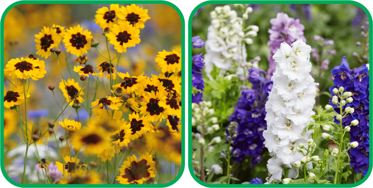 Aero Seeds Delphinium Mix Color (50 Seeds) And Calliopsis (Tinctoria) Mix Color (50 Seeds) Flower Seeds Pack     			Aero Seeds Delphinium Mix Color (50 Seeds) And Calliopsis (Tinctoria) Mix Color (50 Seeds) Flower Seeds Pack