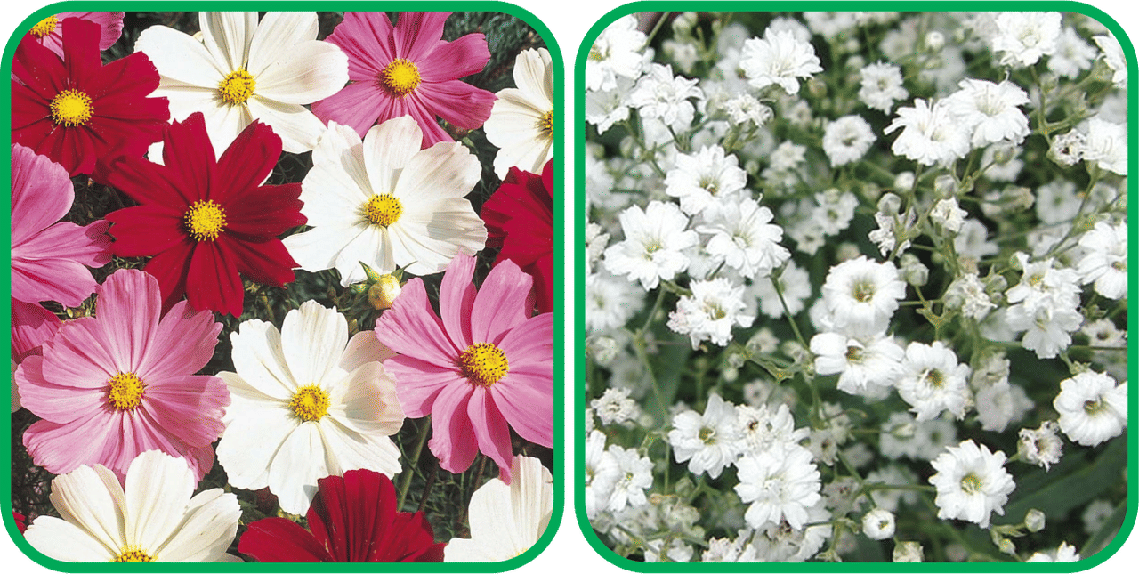 Aero Seeds Gypsophila elegans White (50 Seeds) And Cosmos Mix Color (50 Seeds) Flower Seeds Pack     			Aero Seeds Gypsophila elegans White (50 Seeds) And Cosmos Mix Color (50 Seeds) Flower Seeds Pack