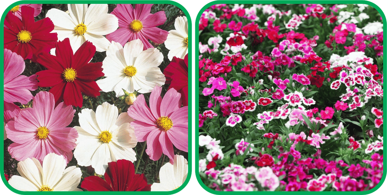 Aero Seeds Dianthus Mix Color (50 Seeds) And Cosmos Mix Color (50 Seeds) Flower Seeds Pack     			Aero Seeds Dianthus Mix Color (50 Seeds) And Cosmos Mix Color (50 Seeds) Flower Seeds Pack