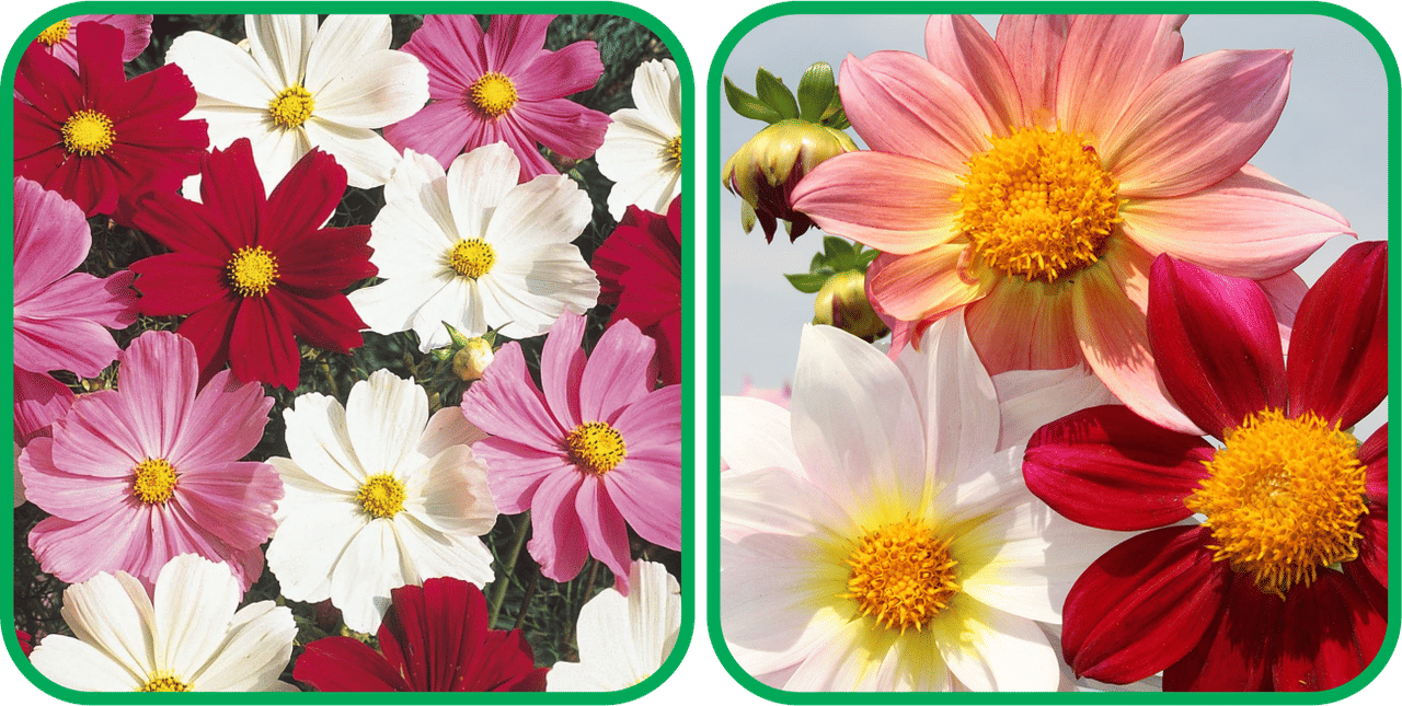 Aero Seeds Dahlia Top Star Mix Color (50 Seeds) And Cosmos Mix Color (50 Seeds) Flower Seeds Pack Aero Seeds Dahlia Top Star Mix Color (50 Seeds) And Cosmos Mix Color (50 Seeds) Flower Seeds Pack