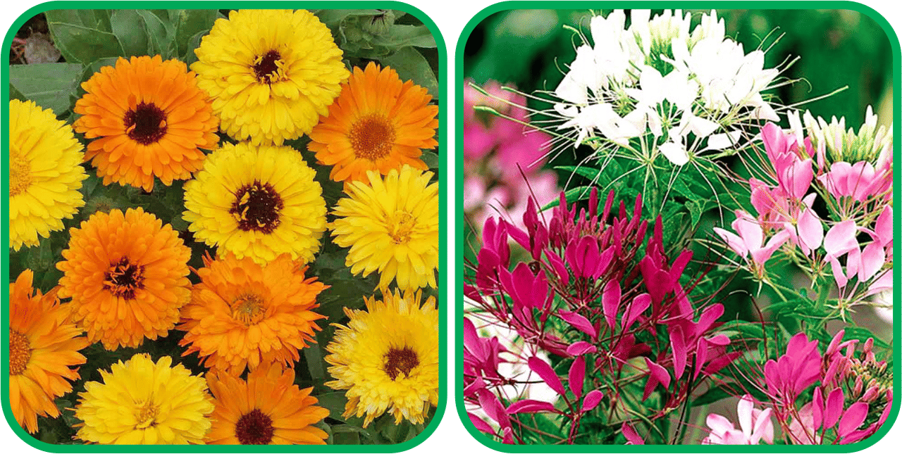     			Aero Seeds Cleome Spinosa Mix Color (50 Seeds) And Calendula Mix Color (50 Seeds) Flower Seeds Pack