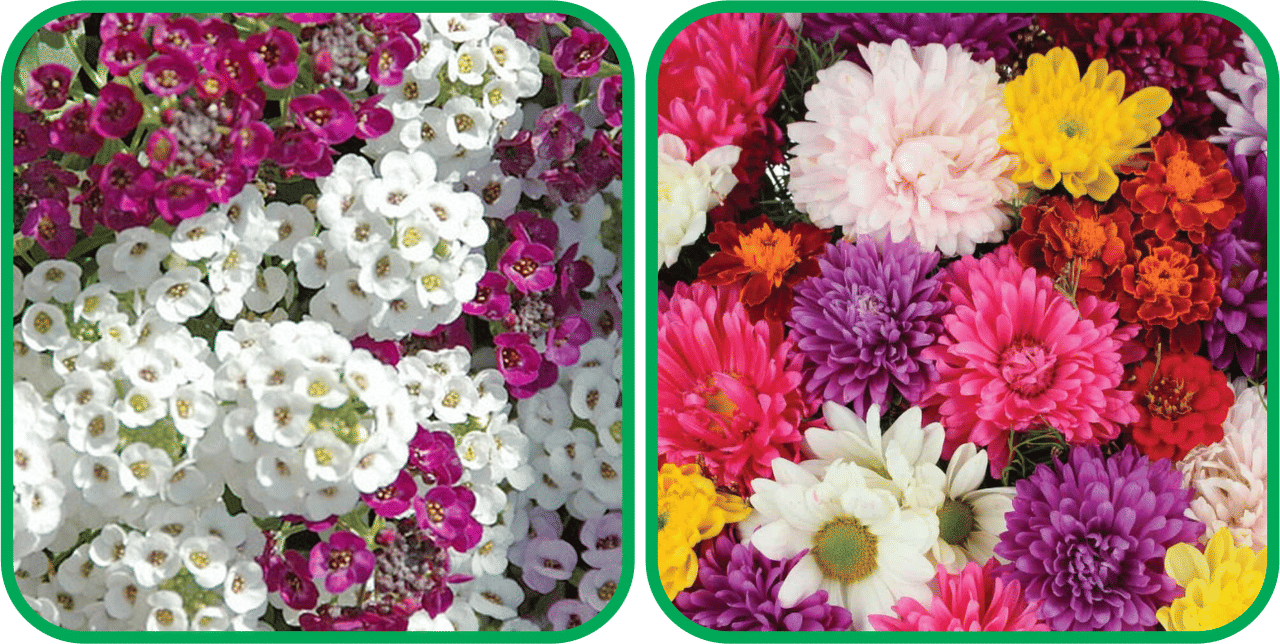 Aero Seeds Chrysanthemum Mix Color (50 Seeds) And Alyssum Mix Color (50 Seeds) Flower Seeds Pack Aero Seeds Chrysanthemum Mix Color (50 Seeds) And Alyssum Mix Color (50 Seeds) Flower Seeds Pack