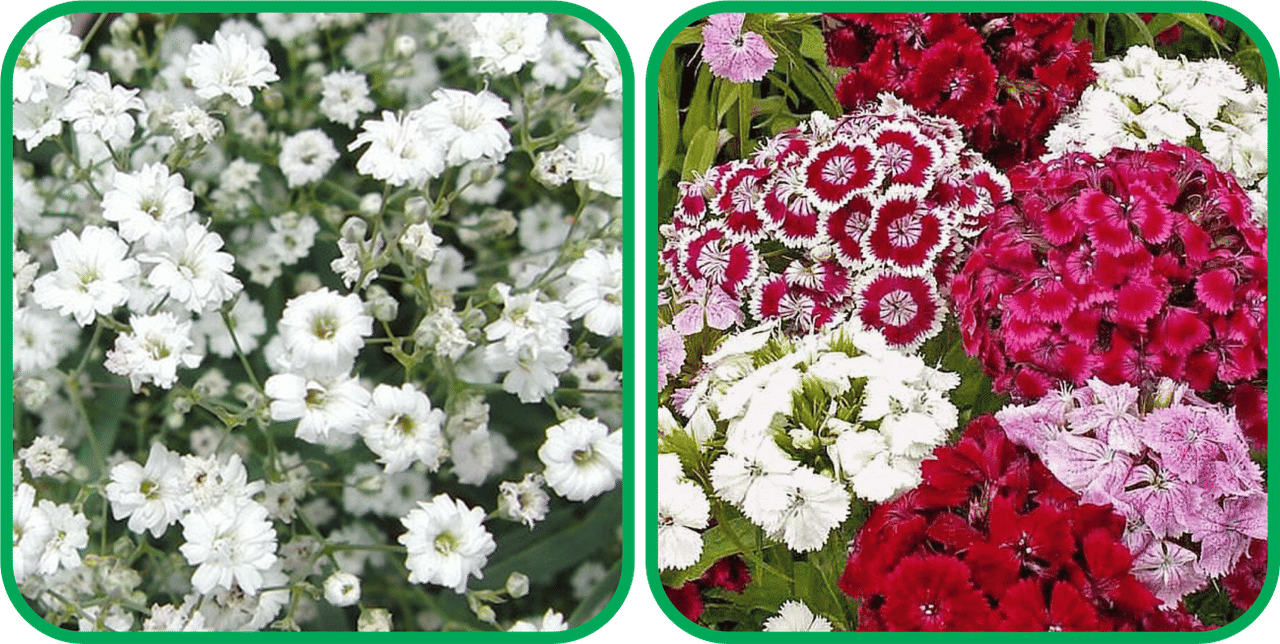 Aero Seeds Sweet William Mix Color (50 Seeds) And Gypsophila elegans White (50 Seeds) Flower Seeds Pack Aero Seeds Sweet William Mix Color (50 Seeds) And Gypsophila elegans White (50 Seeds) Flower Seeds Pack