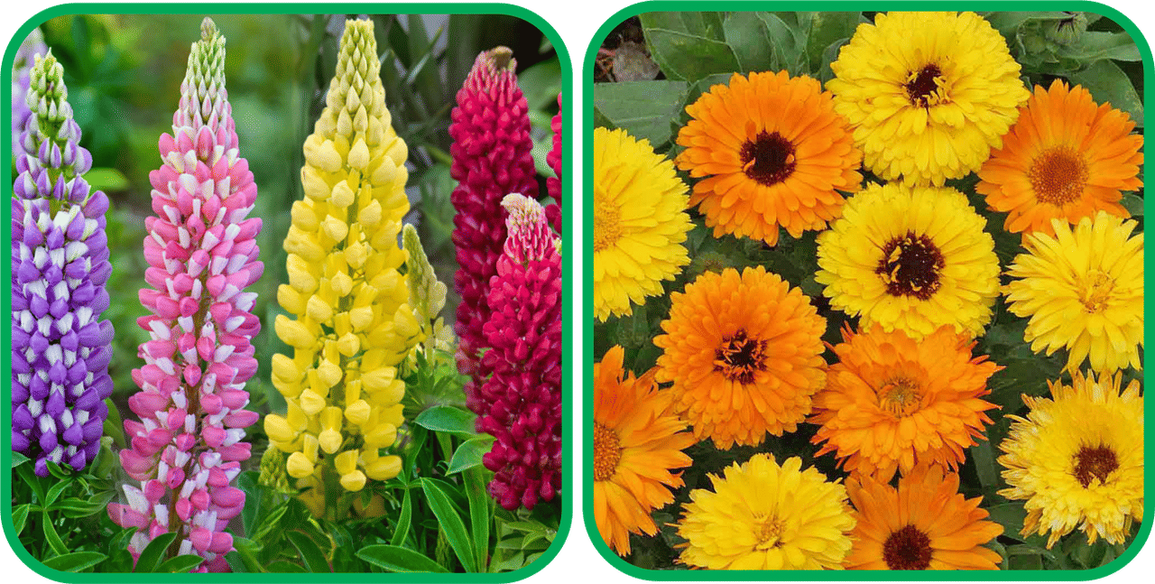 Aero Seeds Calendula Mix Color (50 Seeds) And Lupin Mix Color (50 Seeds) Flower Seeds Pack Aero Seeds Calendula Mix Color (50 Seeds) And Lupin Mix Color (50 Seeds) Flower Seeds Pack