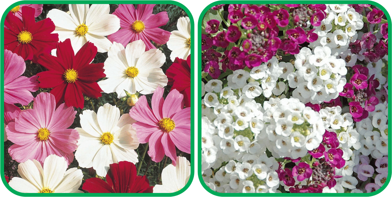    			Aero Seeds Alyssum Mix Color (50 Seeds) And Cosmos Mix Color (50 Seeds) Flower Seeds Pack