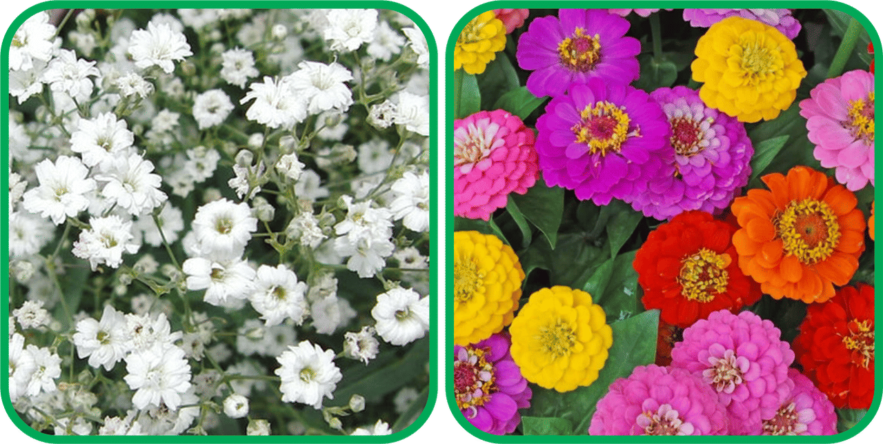 Aero Seeds Zinnia Mix Color (50 Seeds)And Gypsophila elegans White (50 Seeds) Flower Seeds Pack Aero Seeds Zinnia Mix Color (50 Seeds)And Gypsophila elegans White (50 Seeds) Flower Seeds Pack