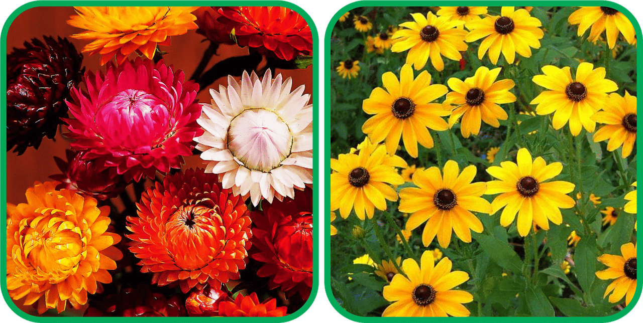     			Aero Seeds Sunflower Miniature (50 Seeds) And Helichrysum Mix Color (50 Seeds) Flower Seeds Pack