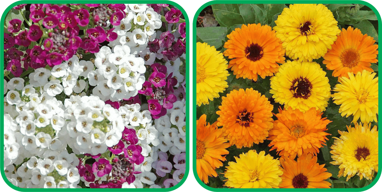 Aero Seeds Calendula Mix Color (50 Seeds) And Alyssum Mix Color (50 Seeds) Flower Seeds Pack     			Aero Seeds Calendula Mix Color (50 Seeds) And Alyssum Mix Color (50 Seeds) Flower Seeds Pack