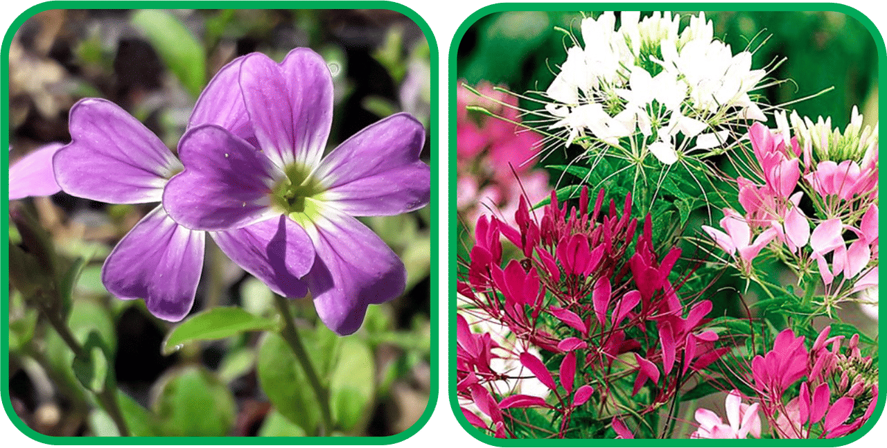 Aero Seeds Cleome Spinosa Mix Color (50 Seeds) And Cheiranthus Maritimus Mix Color (50 Seeds) Flower Seeds Pack Aero Seeds Cleome Spinosa Mix Color (50 Seeds) And Cheiranthus Maritimus Mix Color (50 Seeds) Flower Seeds Pack