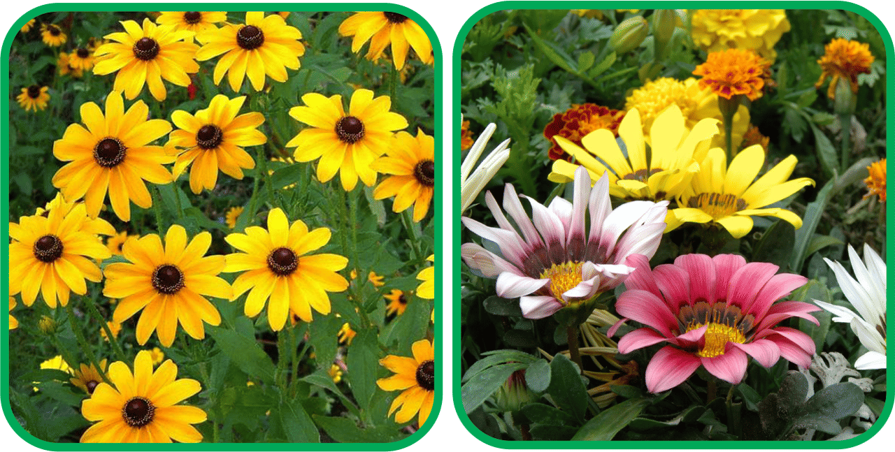 Aero Seeds Gazania Mix Color (50 Seeds) And Sunflower Miniature (50 Seeds) Flower Seeds Pack Aero Seeds Gazania Mix Color (50 Seeds) And Sunflower Miniature (50 Seeds) Flower Seeds Pack