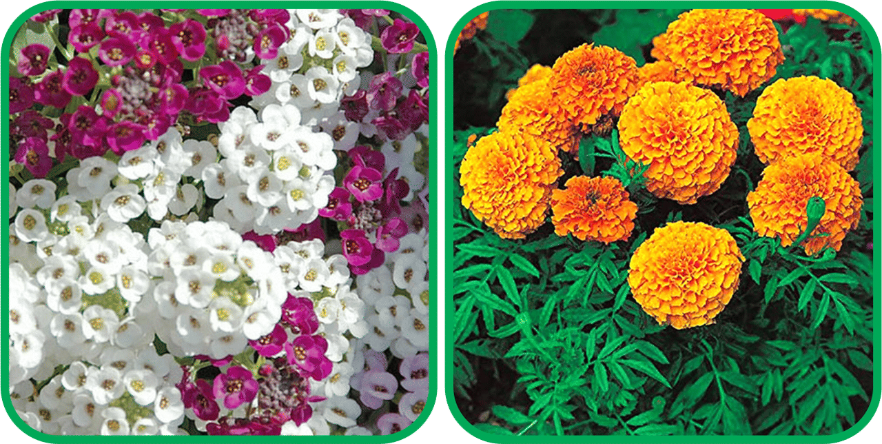 Aero Seeds African Marigold Mix Color (50 Seeds) And Alyssum Mix Color (50 Seeds) Flower Seeds Pack     			Aero Seeds African Marigold Mix Color (50 Seeds) And Alyssum Mix Color (50 Seeds) Flower Seeds Pack