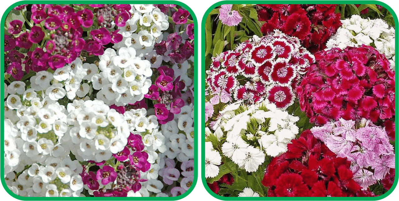     			Aero Seeds Sweet William Mix Color (50 Seeds) And Alyssum Mix Color (50 Seeds) Flower Seeds Pack