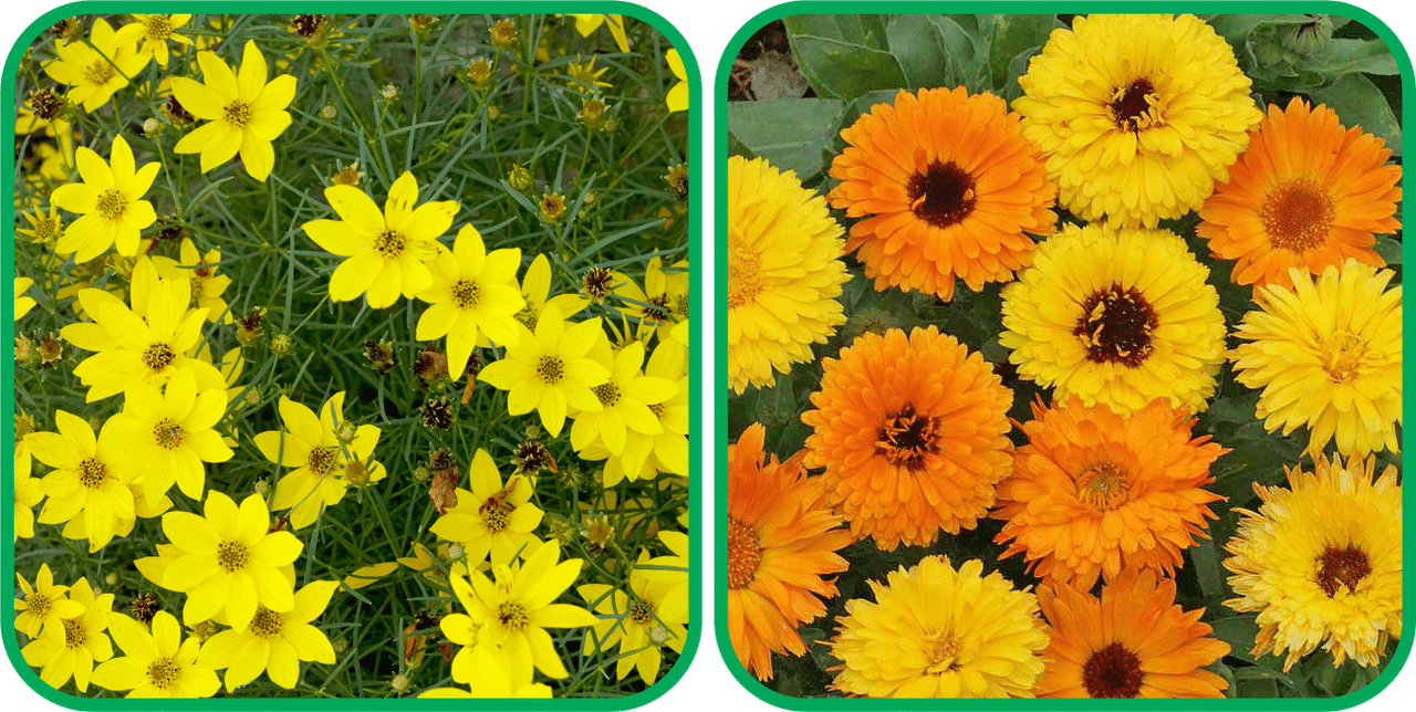 Aero Seeds Calendula Mix Color (50 Seeds) And Coreopsis Mix Color (50 Seeds) Flower Seeds Pack Aero Seeds Calendula Mix Color (50 Seeds) And Coreopsis Mix Color (50 Seeds) Flower Seeds Pack