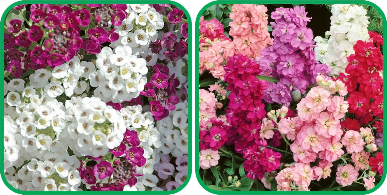 Aero Seeds Stock Mix Color (50 Seeds) And Alyssum Mix Color (50 Seeds) Flower Seeds Pack