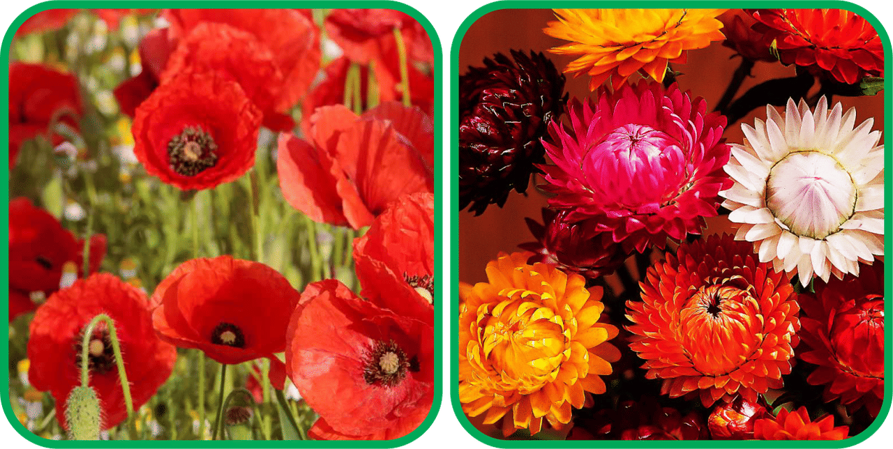     			Aero Seeds Helichrysum Mix Color (50 Seeds) And Poppy Red (50 Seeds) Flower Seeds Pack