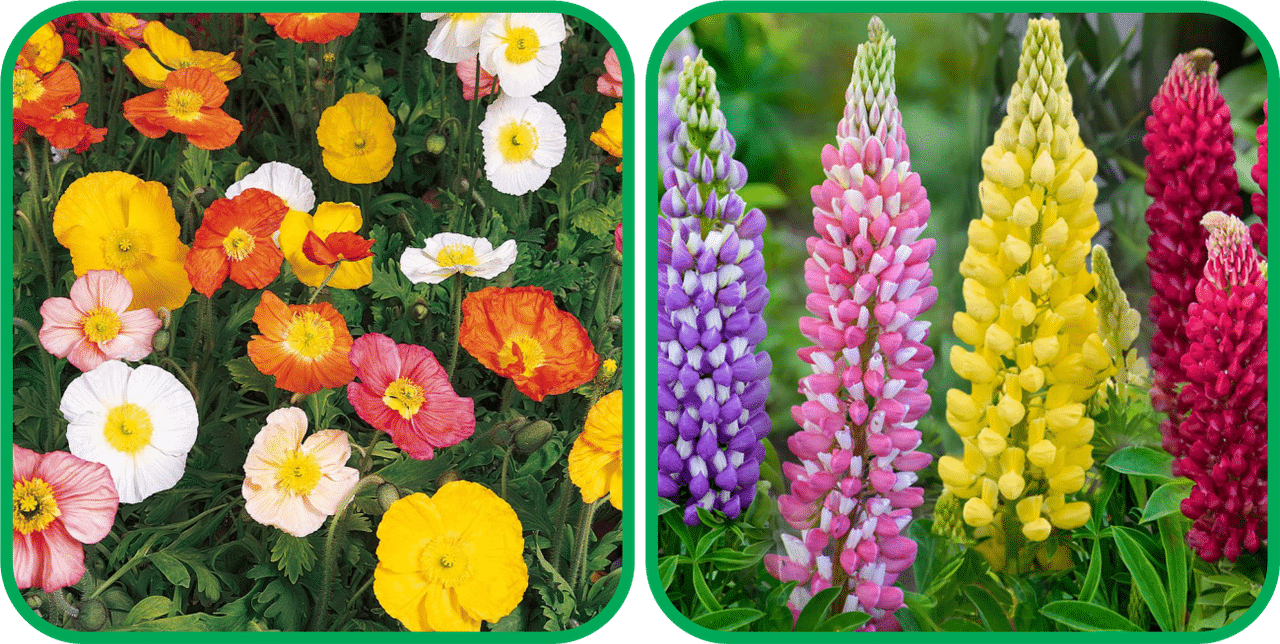Aero Seeds Lupin Mix Color (50 Seeds) And Poppy Iceland Mix Color (50 Seeds) Flower Seeds Pack Aero Seeds Lupin Mix Color (50 Seeds) And Poppy Iceland Mix Color (50 Seeds) Flower Seeds Pack