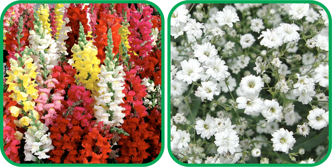 Aero Seeds Gypsophila elegans White (50 Seeds) And Antirrhinum Mix Color (50 Seeds) Flower Seeds Pack     			Aero Seeds Gypsophila elegans White (50 Seeds) And Antirrhinum Mix Color (50 Seeds) Flower Seeds Pack