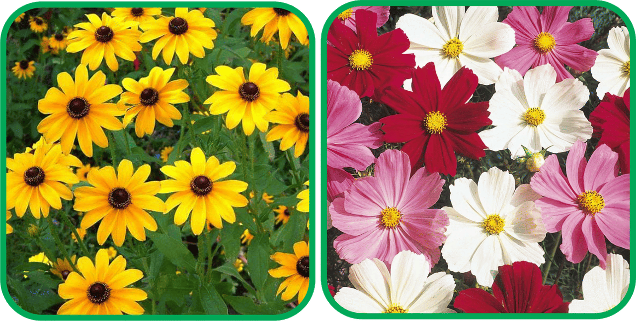 Aero Seeds Cosmos Mix Color (50 Seeds) And Sunflower Miniature (50 Seeds) Flower Seeds Pack Aero Seeds Cosmos Mix Color (50 Seeds) And Sunflower Miniature (50 Seeds) Flower Seeds Pack