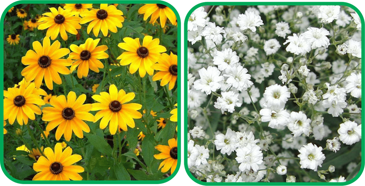 Aero Seeds Gypsophila elegans White (50 Seeds) And Sunflower Miniature (50 Seeds) Flower Seeds Pack     			Aero Seeds Gypsophila elegans White (50 Seeds) And Sunflower Miniature (50 Seeds) Flower Seeds Pack